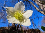 16 Ellebori in fiore